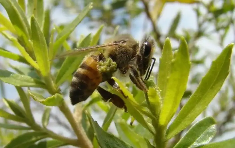 Foto: Michel Stórquio Belmiro/Wikimedia Commons/CC BY-SA 3.0