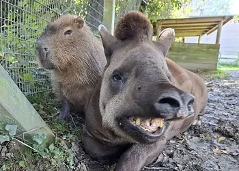 Inseparáveis, capivara e anta foram sacrificados "para não sofrer solidão" 2 Foto: Newquay Zoo