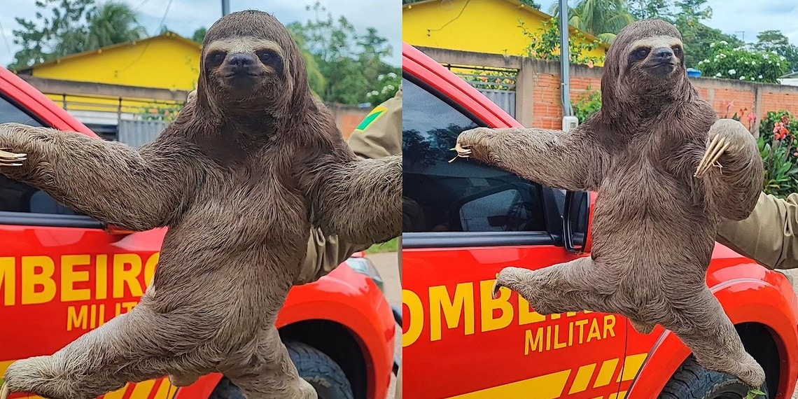 Bicho-preguiça é resgatado na varanda de casa em bairro de Rio Branco 1 Foto: Reprodução/Instagram