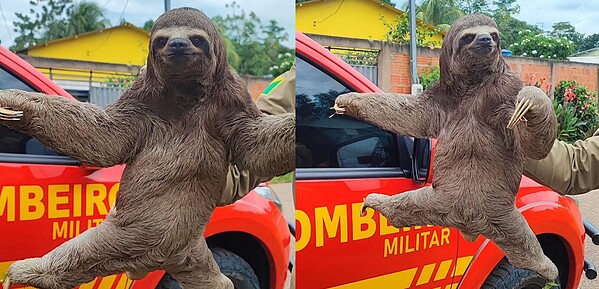 Bicho-preguiça é resgatado na varanda de casa em bairro de Rio Branco