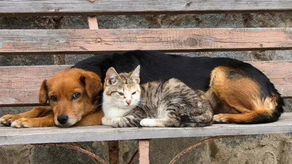 Projeto cria política de proteção a cães e gatos comunitários em Rio Branco
