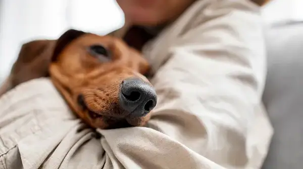 Será que seu pet tem depressão? Veterinária revela causas e 6 sinais