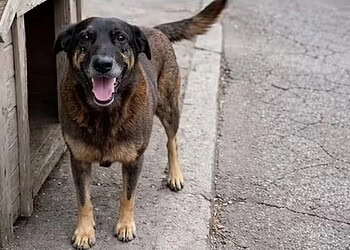 Cão Orelha morava na Praia Brava — Foto: Reprodução/Redes sociais