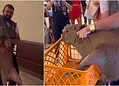 VÍDEO: Capivara invade supermercado em Rio Branco e chama atenção de clientes