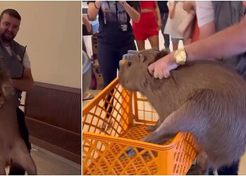 VÍDEO: Capivara invade supermercado em Rio Branco e chama atenção de clientes