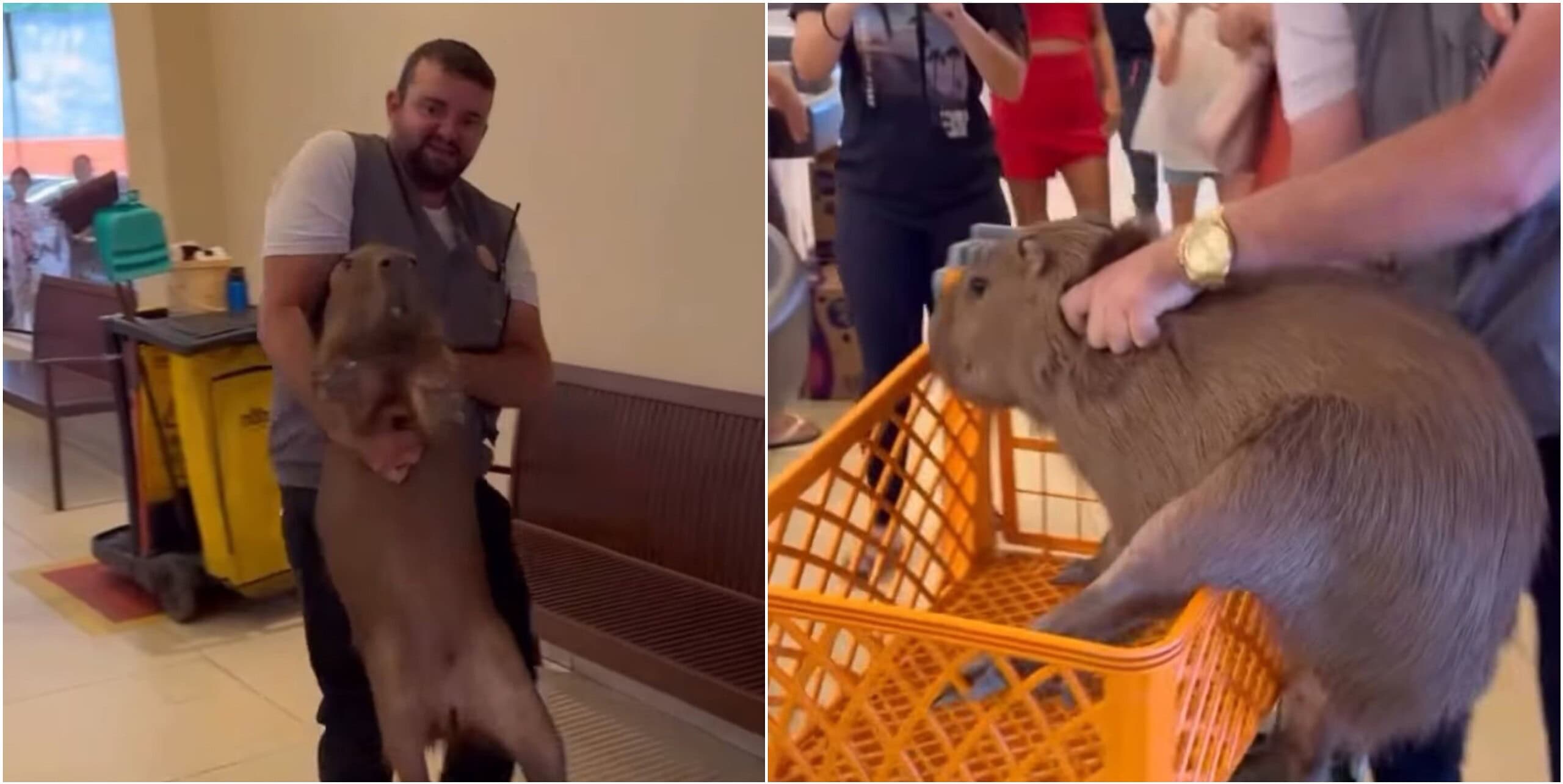 VÍDEO: Capivara invade supermercado em Rio Branco e chama atenção de clientes
