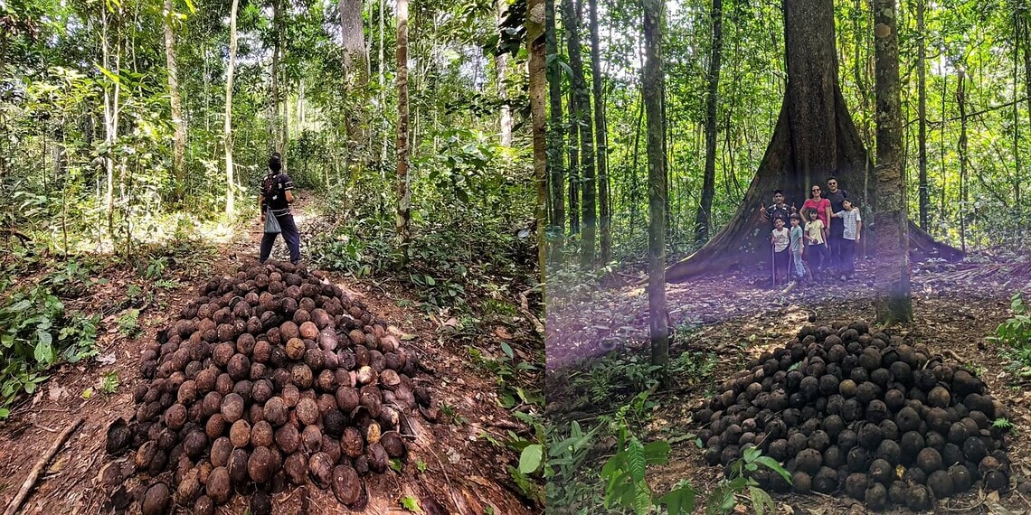 Imersão na floresta: Vivência no Seringal Rio Branco abre inscrições para a quebra da castanha em Xapuri 1 Imersão na floresta: Vivência no Seringal Rio Branco abre inscrições para a quebra da castanha em Xapuri