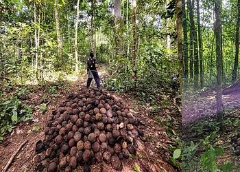 Imersão na floresta: Vivência no Seringal Rio Branco abre inscrições para a quebra da castanha em Xapuri 2 Imersão na floresta: Vivência no Seringal Rio Branco abre inscrições para a quebra da castanha em Xapuri