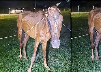 VÍDEO: Cavalo com sinais de maus-tratos é resgatado por bombeiros em Rio Branco