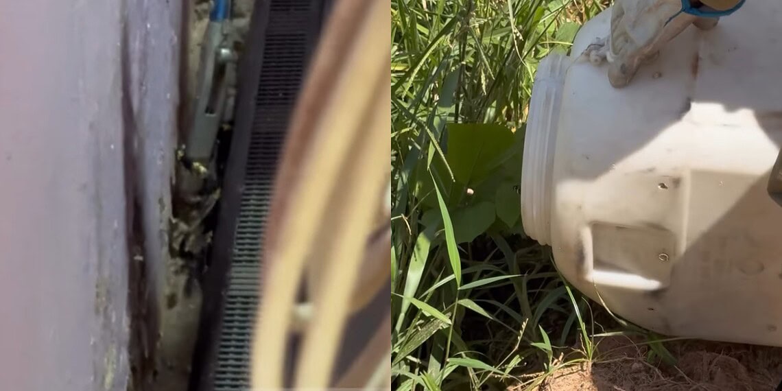 VÍDEO: Cobra caninana de um metro é capturada dentro de casa no Acre