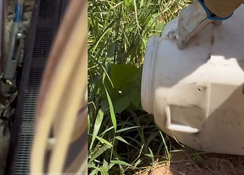 VÍDEO: Cobra caninana de um metro é capturada dentro de casa no Acre
