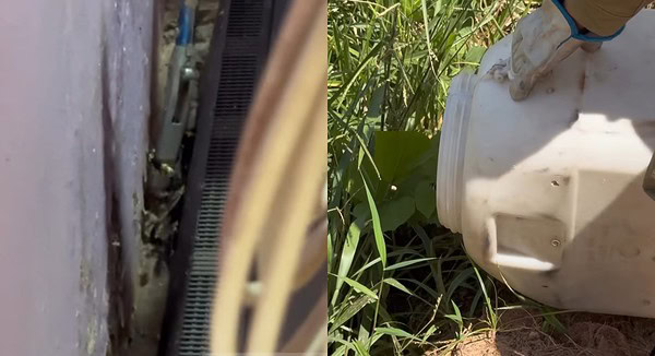 VÍDEO: Cobra caninana de um metro é capturada dentro de casa no Acre