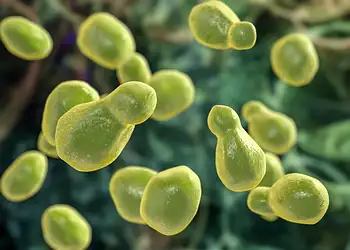 Foto: Kateryna Kon/ Science Photo Library/Getty Images