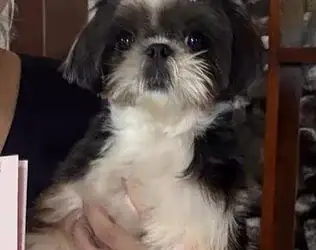 A família pede ajuda para encontrar o animal. Foto: Reprodução