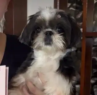 Cachorrinha Jinx desaparece após fugir de casa na manhã de domingo e família pede ajuda 1 A família pede ajuda para encontrar o animal. Foto: Reprodução