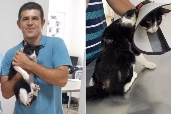 Tutor contrai doença infecciosa após arranhão do gato, faz tratamento e se cura junto com animal