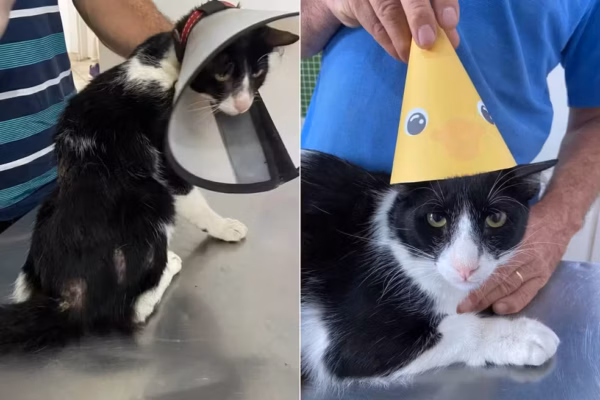 Tutor contrai doença infecciosa após arranhão do gato, faz tratamento e se cura junto com animal