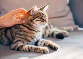 Como gatos podem fornecer chave para cura do câncer em humanos 2 Mais de 30 milhões de gatos são mantidos como animais de estimação no Brasil — Foto: Getty Images via BBC