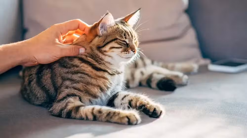 Como gatos podem fornecer chave para cura do câncer em humanos 1 Mais de 30 milhões de gatos são mantidos como animais de estimação no Brasil — Foto: Getty Images via BBC