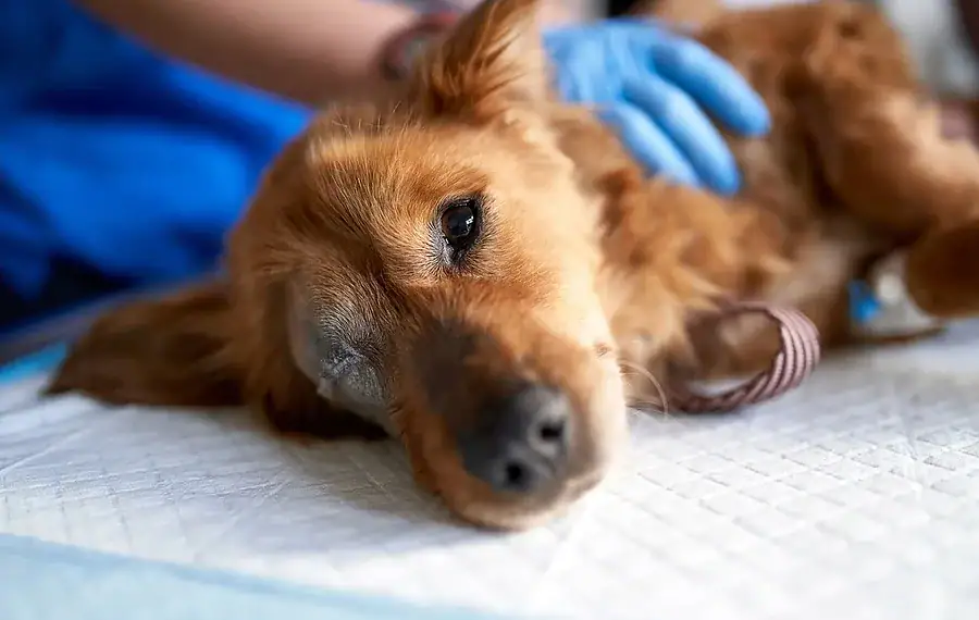 Sebastian Condrea/ Getty Images