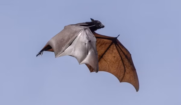 Raposa-voadora: conheça o morcego 'gigante' ligado ao vírus Nipah e entenda os riscos para o Brasil