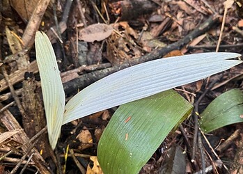 Descoberta de palmeiras albinas no Acre revela fenômeno raro em área de preservação integral 2 Registro raro de palmeira-urucuri albina na Estação Ecológica Rio Acre (AC) - Foto: Rita Portela