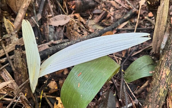 Descoberta de palmeiras albinas no Acre revela fenômeno raro em área de preservação integral