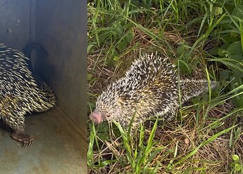 VÍDEO: Porco-espinho é resgatado por bombeiros após aparecer em quintal de casa no Acre