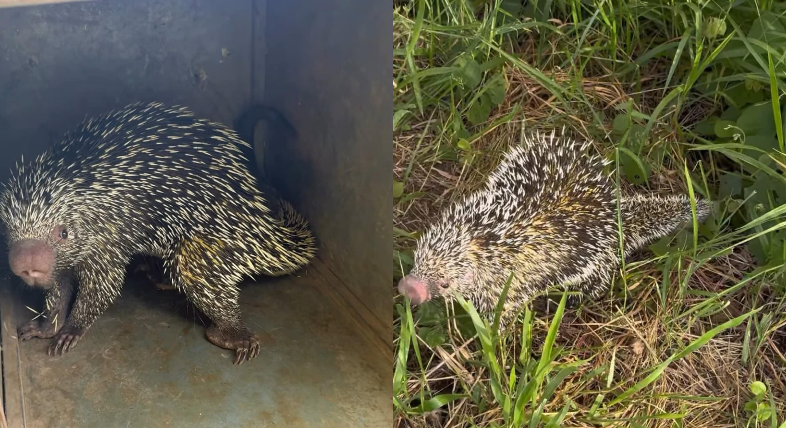 VÍDEO: Porco-espinho é resgatado por bombeiros após aparecer em quintal de casa no Acre
