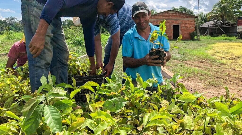 Secretaria regulamenta credenciamento para fornecimento de mudas de café e cacau no Acre 1 Edital prevê o credenciamento contínuo e contratação de produtores que farão o fornecimento de mudas de café. Foto: cedida