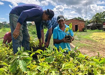Secretaria regulamenta credenciamento para fornecimento de mudas de café e cacau no Acre 2 Edital prevê o credenciamento contínuo e contratação de produtores que farão o fornecimento de mudas de café. Foto: cedida