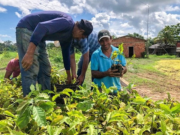 Secretaria regulamenta credenciamento para fornecimento de mudas de café e cacau no Acre