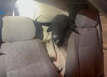 PRF flagra 18 bodes dentro de carro roubado. Vídeo 2 Foto: Divulgação/PRF