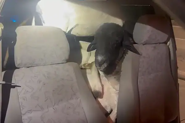 PRF flagra 18 bodes dentro de carro roubado. Vídeo