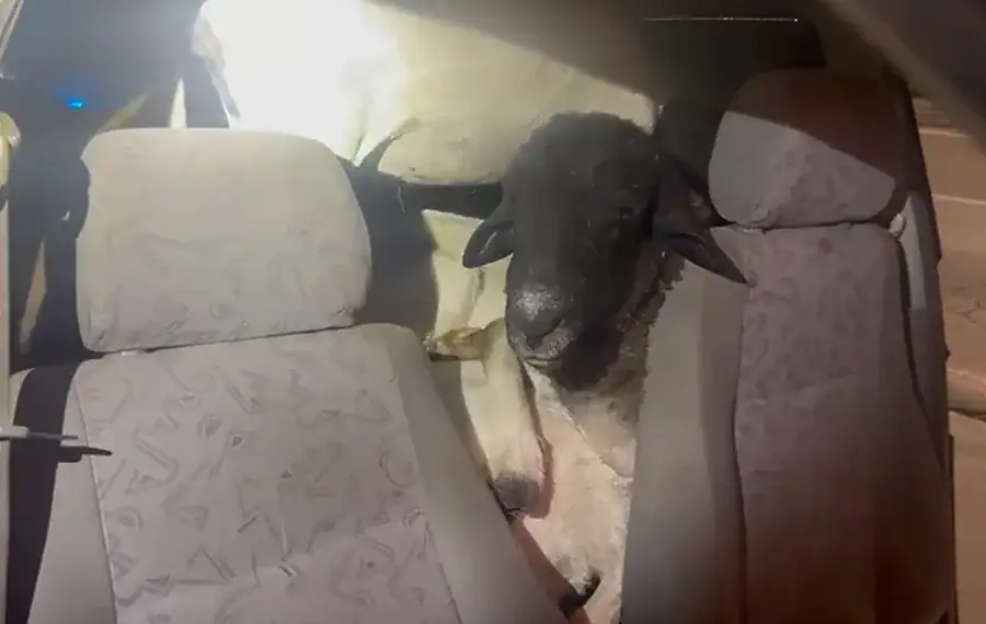 PRF flagra 18 bodes dentro de carro roubado. Vídeo 1 Foto: Divulgação/PRF