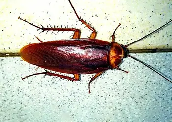 Foto: Barata - (crédito: annemiek59/Pixabay)