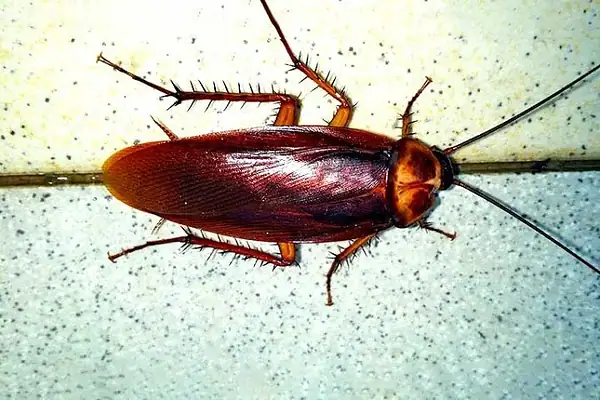 Baratas em casa: os riscos reais à saúde que vão além do nojo