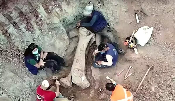 Dinossauro "pescoçudo" de 120 milhões de anos é descoberto no Brasil