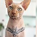 Projeto que proíbe tatuagens e piercings em animais para fins estéticos é aprovado em Rio Branco