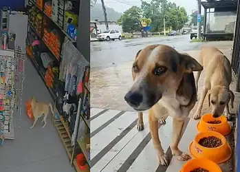 Câmeras de segurança flagraram a cadela levando um saco de ração do petshop. Foto: Reprodução/Redes sociais