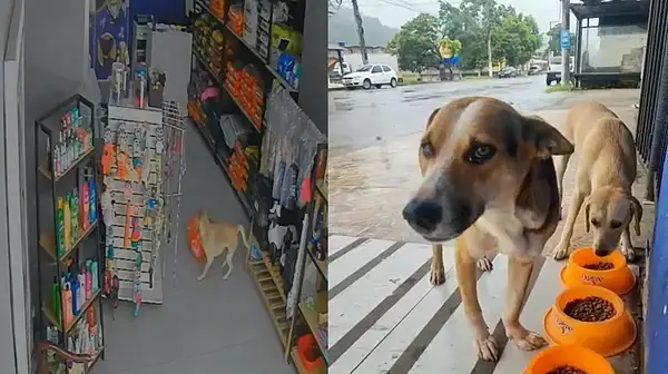 Cadela "caramelo" tenta levar ração de pet shop e vídeo viraliza; ASSISTA