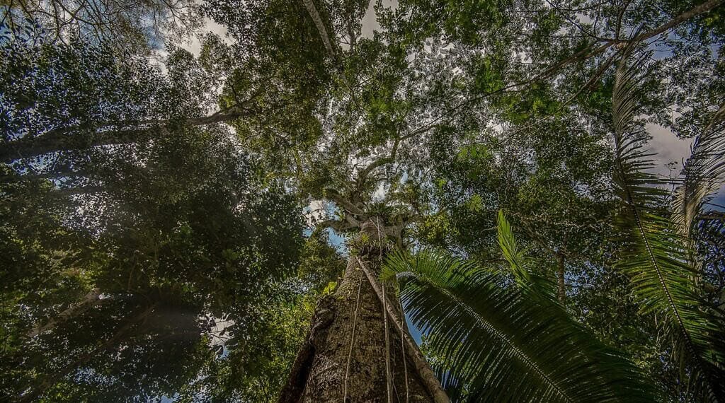 Acre é um estado biodiverso. Foto: Foto: Alexandre Cruz-Noronha/Sema.
