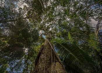 Acre é um estado biodiverso. Foto: Foto: Alexandre Cruz-Noronha/Sema.