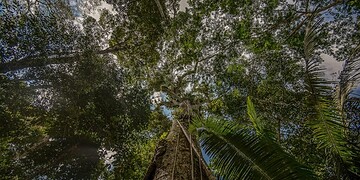 Acre é um estado biodiverso. Foto: Foto: Alexandre Cruz-Noronha/Sema.