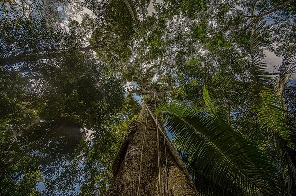 Dia Mundial das Florestas: Acre fortalece políticas indígenas e amplia ações nos territórios para preservação ambiental
