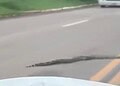 VÍDEO: jiboia de cerca de dois metros é flagrada no meio da estrada no Acre e motorista ajuda a retirar animal da pista