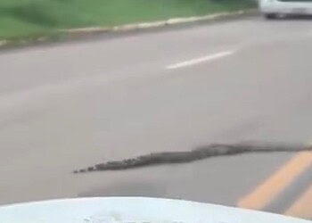 VÍDEO: jiboia de cerca de dois metros é flagrada no meio da estrada no Acre e motorista ajuda a retirar animal da pista