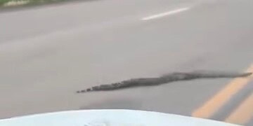 VÍDEO: jiboia de cerca de dois metros é flagrada no meio da estrada no Acre e motorista ajuda a retirar animal da pista