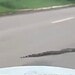 VÍDEO: jiboia de cerca de dois metros é flagrada no meio da estrada no Acre e motorista ajuda a retirar animal da pista
