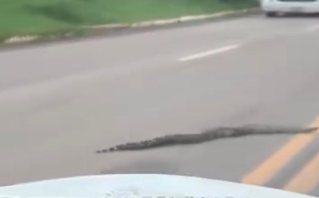 VÍDEO: jiboia de cerca de dois metros é flagrada no meio da estrada no Acre e motorista ajuda a retirar animal da pista